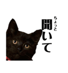 黒猫あずきのスタンプ（個別スタンプ：16）