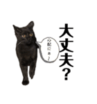 黒猫あずきのスタンプ（個別スタンプ：17）