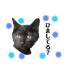 黒猫あずきのスタンプ（個別スタンプ：21）