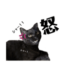 黒猫あずきのスタンプ（個別スタンプ：26）