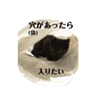 黒猫あずきのスタンプ（個別スタンプ：27）