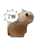 ぽぴちゃんです（個別スタンプ：9）