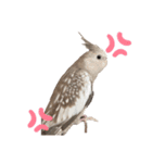ぽぴちゃんです（個別スタンプ：11）