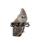 ぽぴちゃんです（個別スタンプ：12）
