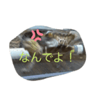 亀好き（個別スタンプ：6）