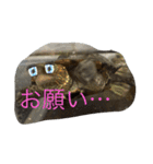 亀好き（個別スタンプ：7）