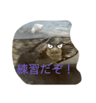 亀好き（個別スタンプ：12）