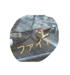 亀好き（個別スタンプ：15）