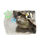 亀好き（個別スタンプ：17）