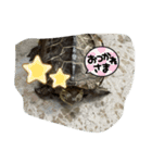 亀好き（個別スタンプ：19）