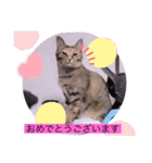 ガッシーねこーず40にゃんシリーズ㊱（個別スタンプ：4）