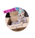 ガッシーねこーず40にゃんシリーズ㊱（個別スタンプ：6）