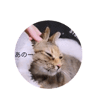 ガッシーねこーず40にゃんシリーズ㊱（個別スタンプ：7）