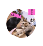 ガッシーねこーず40にゃんシリーズ㊱（個別スタンプ：9）