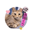 ガッシーねこーず40にゃんシリーズ㊱（個別スタンプ：12）