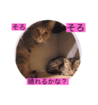 ガッシーねこーず40にゃんシリーズ㊱（個別スタンプ：14）