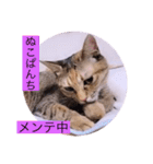 ガッシーねこーず40にゃんシリーズ㊱（個別スタンプ：15）