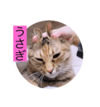 ガッシーねこーず40にゃんシリーズ㊱（個別スタンプ：16）