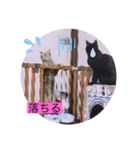 ガッシーねこーず40にゃんシリーズ㊱（個別スタンプ：18）