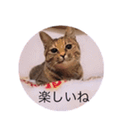 ガッシーねこーず40にゃんシリーズ㊱（個別スタンプ：19）