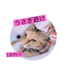 ガッシーねこーず40にゃんシリーズ㊱（個別スタンプ：21）