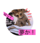 ガッシーねこーず40にゃんシリーズ㊱（個別スタンプ：22）