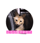 ガッシーねこーず40にゃんシリーズ㊱（個別スタンプ：30）