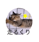 ガッシーねこーず40にゃんシリーズ㊱（個別スタンプ：34）