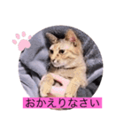 ガッシーねこーず40にゃんシリーズ㊱（個別スタンプ：36）