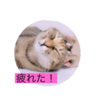 ガッシーねこーず40にゃんシリーズ㊱（個別スタンプ：38）