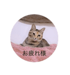 ガッシーねこーず40にゃんシリーズ㊱（個別スタンプ：39）