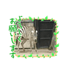 動物、カエル、カニスタンプ（個別スタンプ：1）