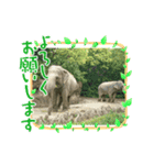動物、カエル、カニスタンプ（個別スタンプ：2）