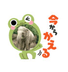 動物、カエル、カニスタンプ（個別スタンプ：15）
