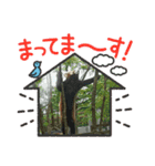 動物、カエル、カニスタンプ（個別スタンプ：16）