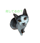 猫様♪（個別スタンプ：1）