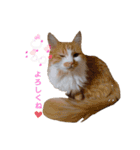 猫様♪（個別スタンプ：2）