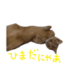 猫様♪（個別スタンプ：4）