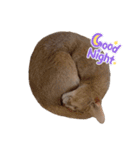 猫様♪（個別スタンプ：5）