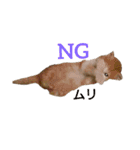猫様♪（個別スタンプ：6）