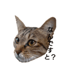 猫様♪（個別スタンプ：10）