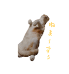 猫様♪（個別スタンプ：11）