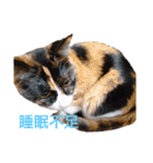 猫様♪（個別スタンプ：12）