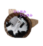 猫様♪（個別スタンプ：13）
