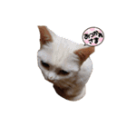 猫様♪（個別スタンプ：14）