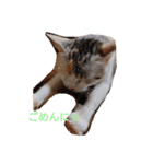 猫様♪（個別スタンプ：15）