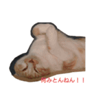 猫様♪（個別スタンプ：16）