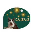 ガレージ猫グーの日常会話（個別スタンプ：4）