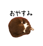ぶさかわ猫チョコのリアルスタンプ（個別スタンプ：15）