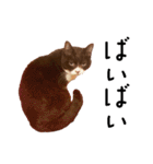 ぶさかわ猫チョコのリアルスタンプ（個別スタンプ：21）